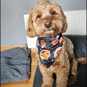 Meet your Posher, Maxine